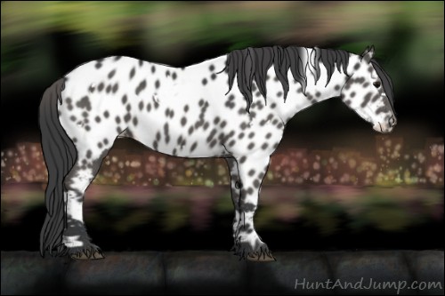 Horse Color:White Spotted Black Appaloosa 