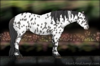 Horse Color:White Spotted Black Appaloosa 