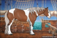 Horse Color:Silver Bay Splash Tobiano Rabicano 