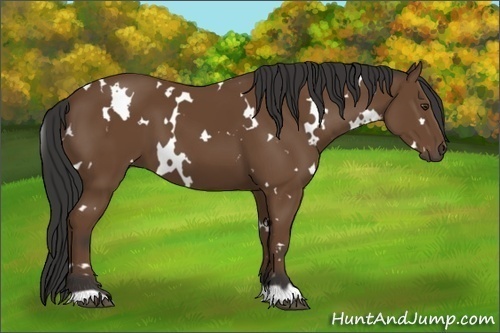 Horse Color:White Spotted Bay
