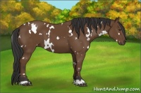 Horse Color:White Spotted Bay 