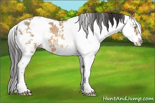 Horse Color:Sable Champagne Sabino 