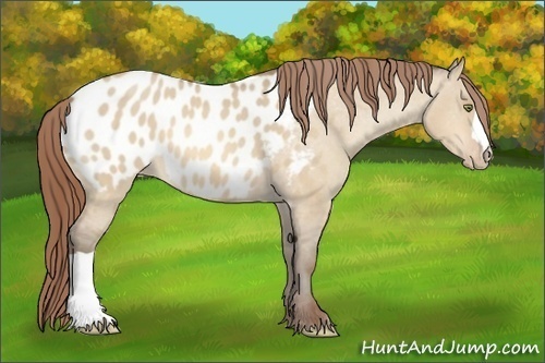 Horse Color:Amber Champagne Dun Appaloosa