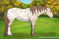 Horse Color:Amber Champagne Dun Appaloosa 