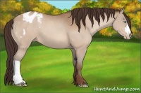 Horse Color:Sable Champagne Varnish 