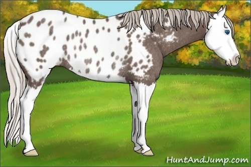 Horse Color:Silver Blue Roan Sabino Splash Appaloosa Rabicano 