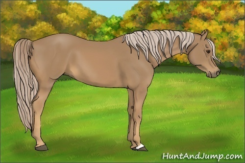 Horse Color:Palomino 