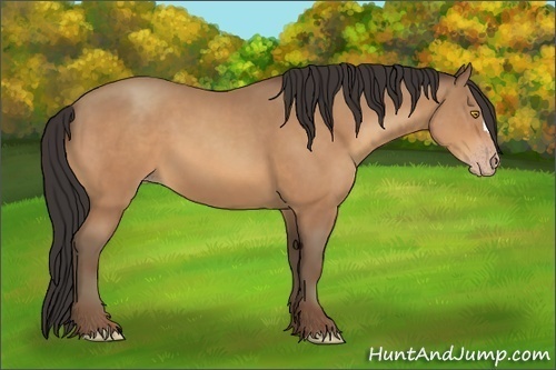 Horse Color:Sable Champagne 