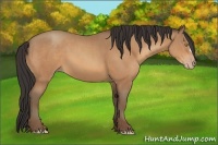 Horse Color:Sable Champagne
