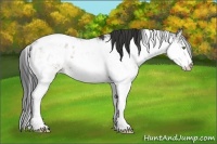 Horse Color:Brown Sabino Appaloosa