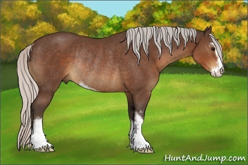 Horse Color:Silver Brown Sabino Rabicano 