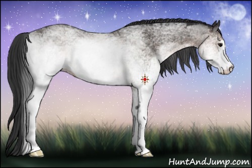 Horse Color:White Spotted Buckskin Rabicano
