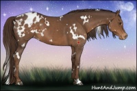 Horse Color:White Spotted Liver Chestnut Appaloosa 