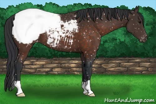 Horse Color:Brown Appaloosa 