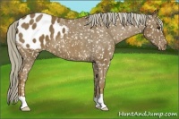Horse Color:Chocolate Palomino Appaloosa 