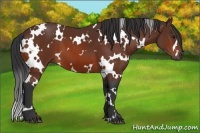 Horse Color:White Spotted Bay 