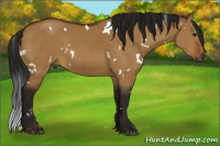Horse Color:Gray White Spotted Bay Dun