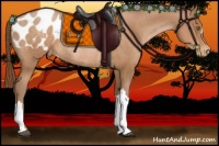 Horse Color:Brown Pearl Appaloosa Rabicano