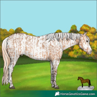 Horse Color:Silver Brown Dun Sabino  and Grullo Pearl Sabino Tobiano Varnish 