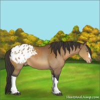 Horse Color:Bay Varnish 