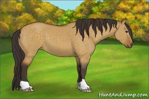 Horse Color:Buckskin Dun