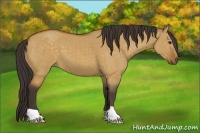 Horse Color:Buckskin Dun