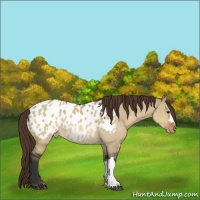 Horse Color:Bay Dun Appaloosa 