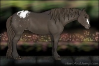 Horse Color:Smoky Black Appaloosa 