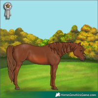Horse Color:Chestnut 