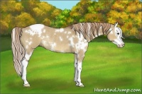 Horse Color:White Spotted Liver Red Dun Splash Rabicano