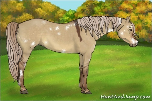Horse Color:White Spotted Liver Red Dun Rabicano