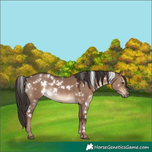 Horse Color:White Spotted Liver Red Dun Rabicano 