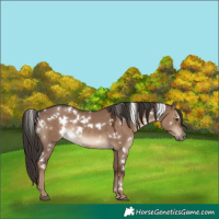 Horse Color:White Spotted Liver Red Dun Rabicano 