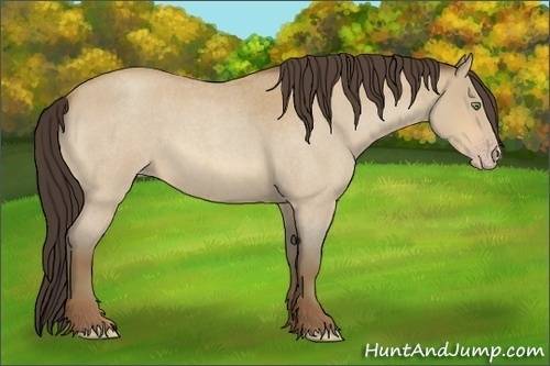 Horse Color:Amber Champagne Roan Sabino 