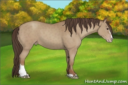 Horse Color:Classic Champagne Sabino 