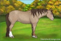 Horse Color:Classic Champagne Sabino 