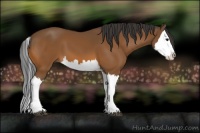 Horse Color:Bay Splash 