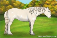 Horse Color:White Spotted Perlino 