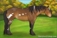 Horse Color:White Spotted Buckskin