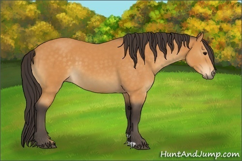 Horse Color:Buckskin