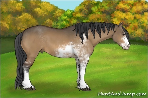 Horse Color:Bay Dun Sabino 
