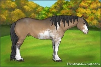 Horse Color:Bay Dun Sabino