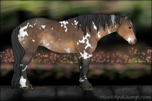 Horse Color:White Spotted Brown Rabicano 