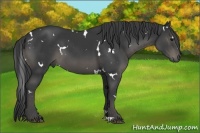 Horse Color:White Spotted Black 