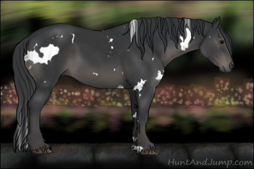 Horse Color:White Spotted Black 