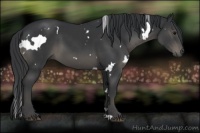 Horse Color:White Spotted Black 
