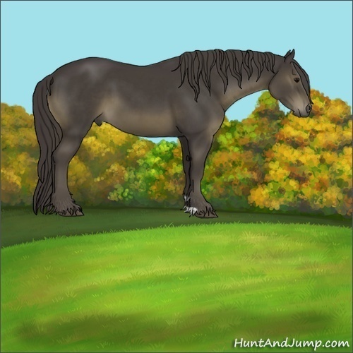 Horse Color:Smoky Black 