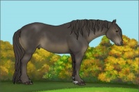 Horse Color:Smoky Black