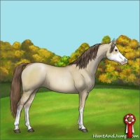 Horse Color:Grullo Pearl Sabino 