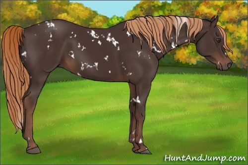 Horse Color:White Spotted Liver Chestnut 